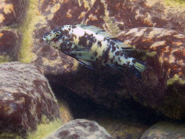 female orange blotch morph cichlid fish swims near Nankoma Island Malawi